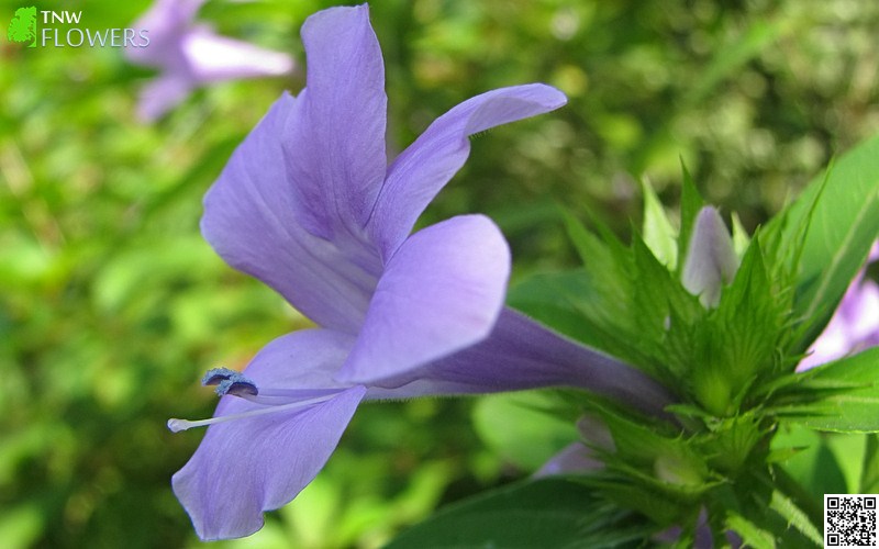 Blue Barleria